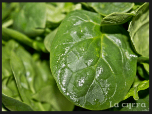 PROPIEDADES ESPINACAS2